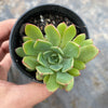 Echeveria minima x ballsii (w/pup)(PLANT)