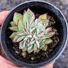 Echeveria strictiflora (XS)
