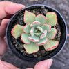 Echeveria strictiflora (XS)