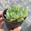 Echeveria minima x ballsii (w/pup)(PLANT)