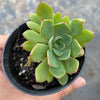 Echeveria minima x ballsii (w/pup)(PLANT)