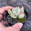 Echeveria strictiflora (XS)