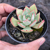 Echeveria strictiflora (XS)