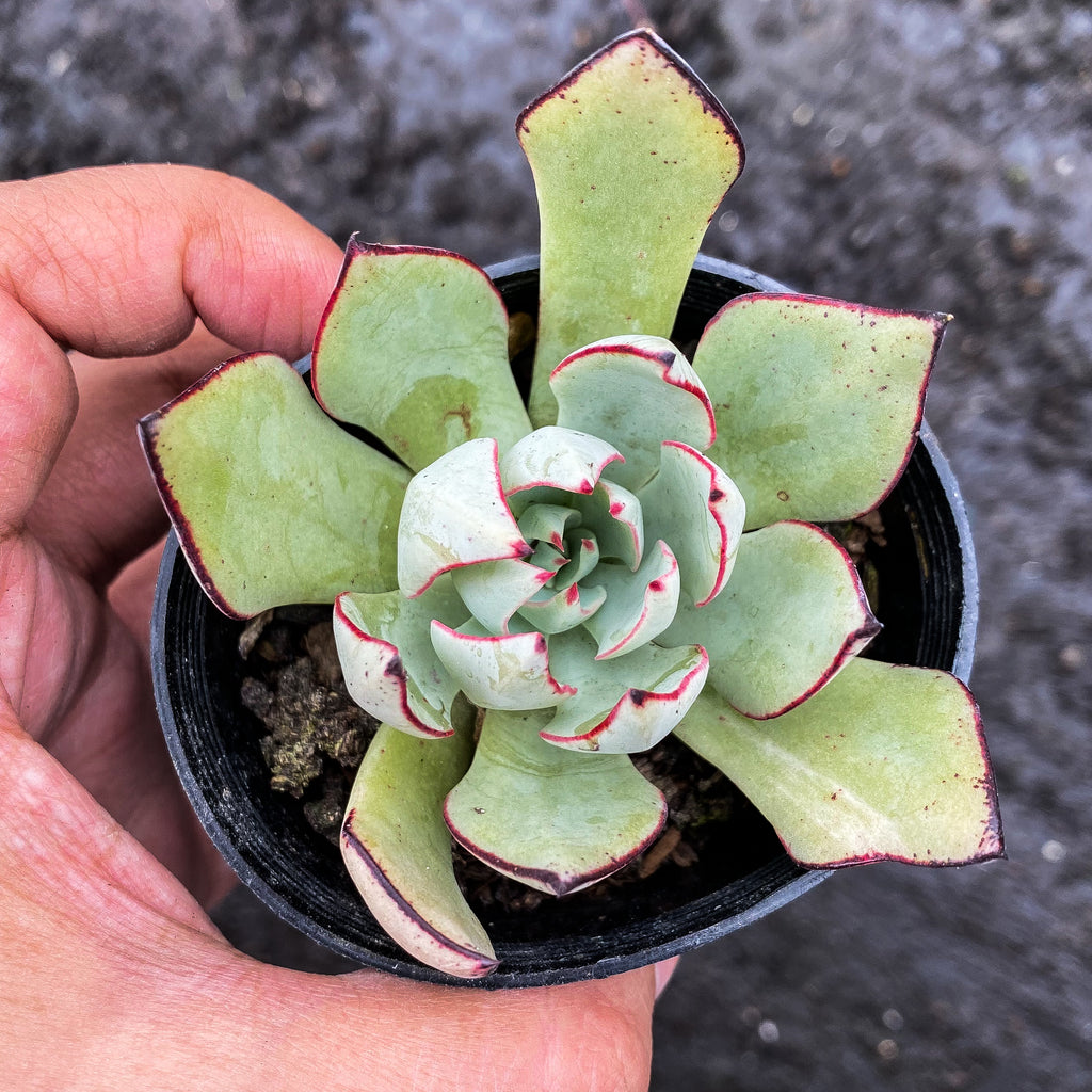 Echeveria strictiflora (XS)