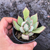 Echeveria strictiflora (XS)