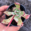 Echeveria strictiflora (XS)