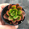 Echeveria muldicaulis 'Lipstick'