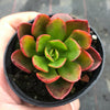 Echeveria muldicaulis 'Lipstick'
