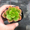 Echeveria muldicaulis 'Lipstick'