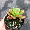 Echeveria muldicaulis 'Lipstick'