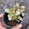 Sedum 'Dark Magic'
