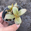 Sedum 'Dark Magic'