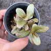 Sedum 'Dark Magic'