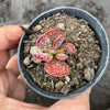 Adromischus trigynus