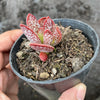 Adromischus trigynus