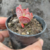 Adromischus trigynus