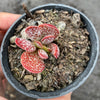 Adromischus trigynus
