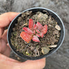 Adromischus trigynus