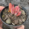 Adromischus trigynus