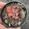 Adromischus trigynus