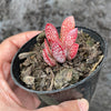 Adromischus trigynus