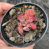 Adromischus trigynus