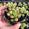 Sedum lucidum 'obesum' (2 X CUTTING)