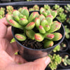 Sedum lucidum 'obesum' (2 X CUTTING)