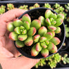 Sedum lucidum 'obesum' (2 X CUTTING)