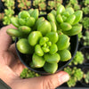 Sedum lucidum 'obesum' (2 X CUTTING)