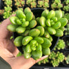 Sedum lucidum 'obesum' (2 X CUTTING)