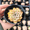 Echeveria 'Hercules'