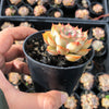 Echeveria 'Hercules'