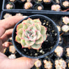 Echeveria 'Hercules'