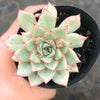 Echeveria 'Californica Queen'
