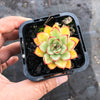 Echeveria 'Pulidonis'