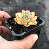 Echeveria 'Pulidonis'