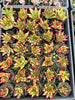 Echeveria agavoides 'Lipstick'