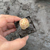 Crassula Barklyi