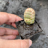 Crassula Barklyi