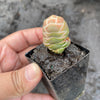 Crassula Barklyi