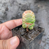 Crassula Barklyi