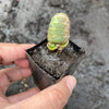 Crassula Barklyi