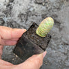 Crassula Barklyi