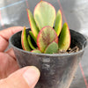Crassula arborescens 'Blue Bird' Variegata