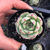 Echeveria 'Ben Badis'