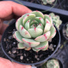 Echeveria 'Ben Badis'