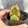 Crassula arborescens 'Blue Bird' Variegata
