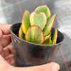 Crassula arborescens 'Blue Bird' Variegata
