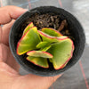 Crassula arborescens 'Blue Bird' Variegata